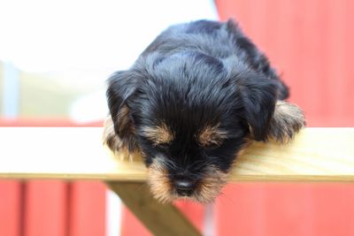 Close-up of puppy relaxing at home