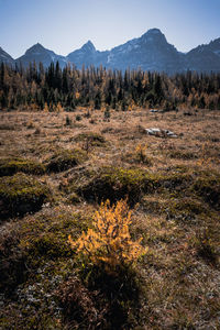 Scenic view of field against clear sky