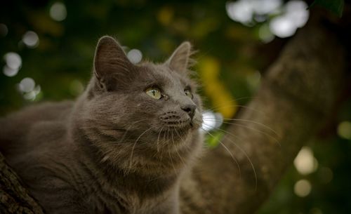 Close-up of a cat looking away