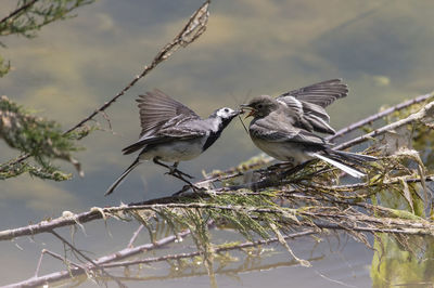 Birds perching on branch