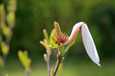 Close-up pink flower