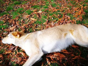 High angle view of dog lying down on grass