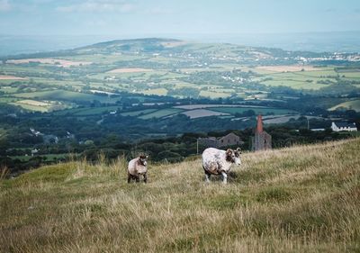 Sheep in a field