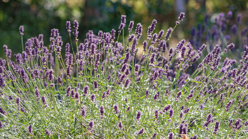 Close-up of purple flowering plants on field