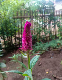 Close-up of pink flowering plant