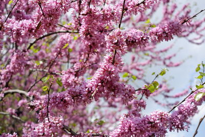 Tree in blossom