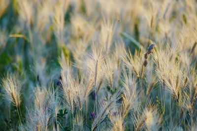 Close-up of crop field