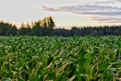 Corn plants growing on field against sky during sunset