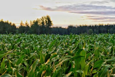 Plants growing on field against sky during sunset