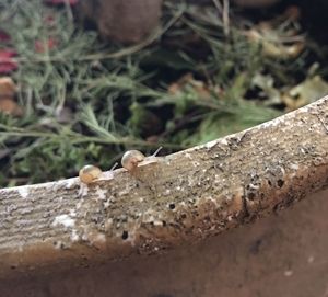 Close-up of insect perching on wood