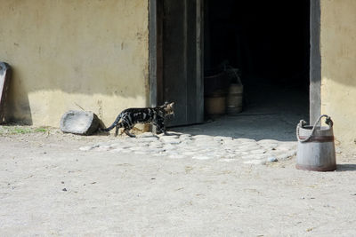 Cat resting on a entrance of a building