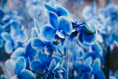 Close-up of blue flowering plant