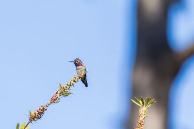 Low angle view of bird perching on plant against sky