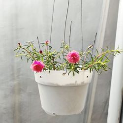 Close-up of potted plant against white wall