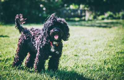 Black poodle standing on grassy field