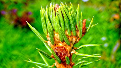 Close-up of insect on plant