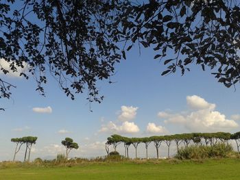 Scenic view of agricultural landscape against sky