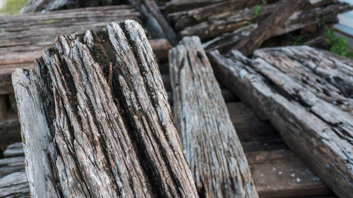 Close-up of logs in forest