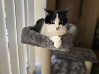 Portrait of cat sitting on sofa at home