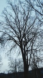 Low angle view of bare trees against sky