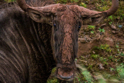 Close-up of elephant