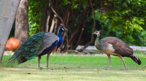 Peacock and fowl on a field