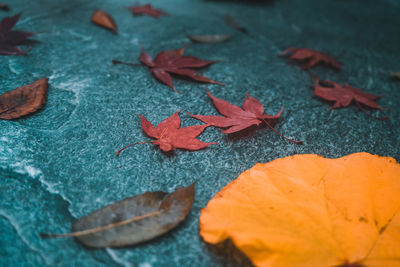 Close-up of maple leaves