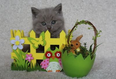 Portrait of kitten on flower