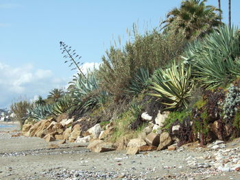 Low angle view of palm trees