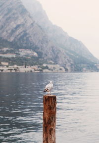 Seagull perching on wooden post in lake