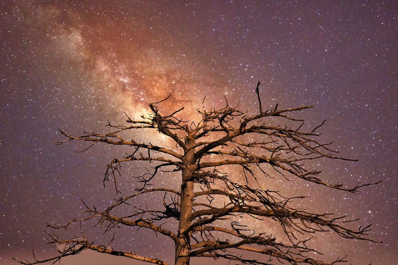 LOW ANGLE VIEW OF TREE AGAINST SKY AT NIGHT