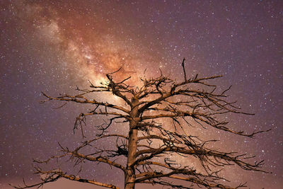 Low angle view of silhouette tree against sky at night