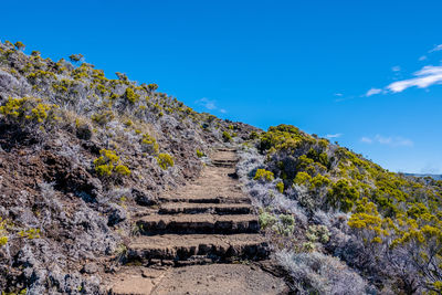 Low angle view of steps amidst plants against blue sky