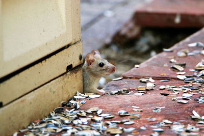 Squirrel on a wall