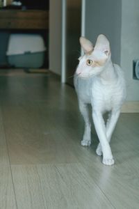 Portrait of a cat on hardwood floor