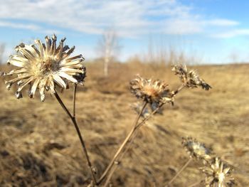 Close-up of dandelion on field