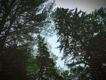 Low angle view of trees against sky