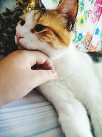 Cat lying on hand