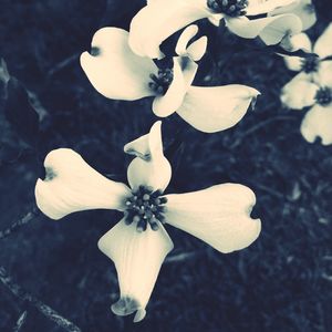 Close-up of flower blooming on tree