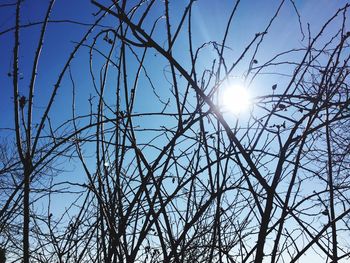 Low angle view of bare trees against clear sky