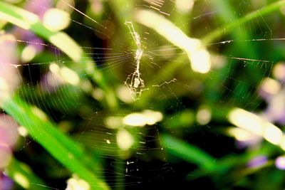 Close-up of spider on web