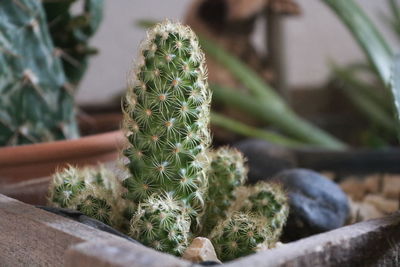 Close-up of cactus plant