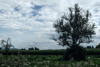 Trees on field against sky