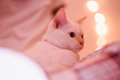 Close-up of cat resting on bed