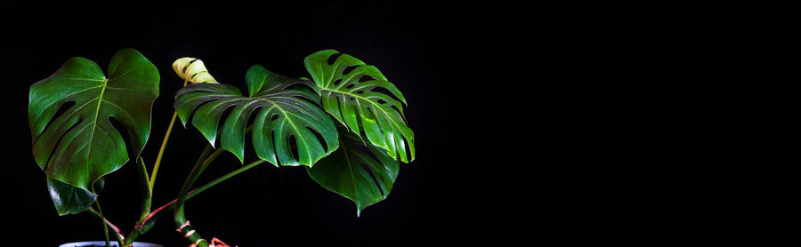 Close-up of plant against black background