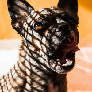 Close-up portrait of a dog