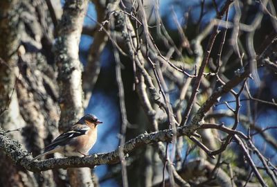 Close-up of bird perching on branch