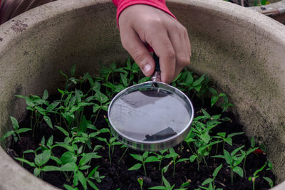 Cropped hand holding magnifying glass over plant