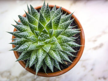 Close-up of cactus in potted plant