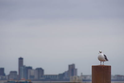 Seagull perching on a building